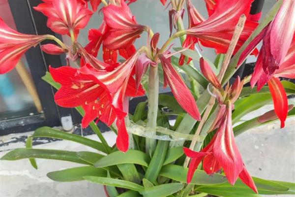 朱顶红的价格，一盆需要30-120元左右