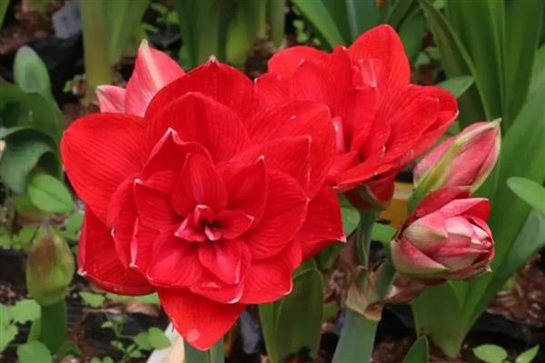 朱顶红的价格，一盆需要30-120元左右