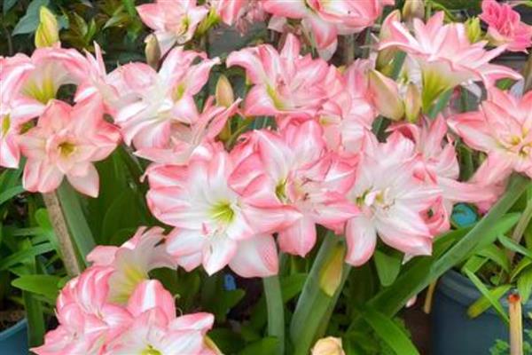 朱顶红的价格，一盆需要30-120元左右