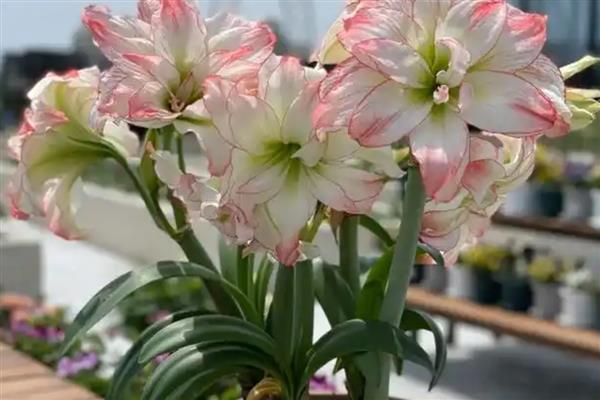 朱顶红的价格，一盆需要30-120元左右