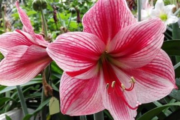 朱顶红的价格，一盆需要30-120元左右