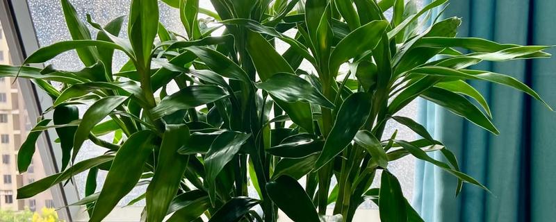 富贵竹叶子发软下垂如何处理，光照不适可让它接受散射光