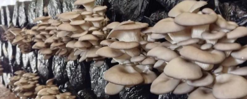 平菇的栽培技术，放置在温室内进行养护