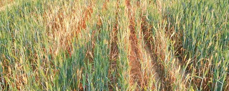 山农32小麦的特征特性，生长周期与济麦22相当