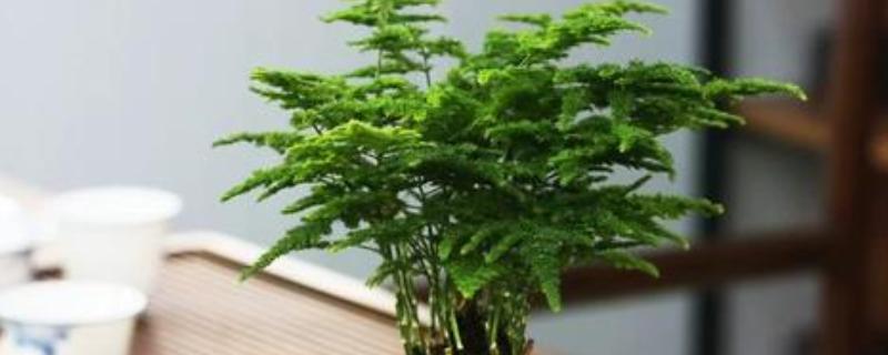 云松的养殖方法，施肥可以使用薄肥少施方式