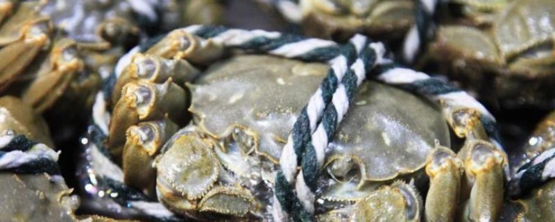 螃蟹会蜕壳吗，螃蟹是会蜕壳的