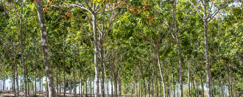 提高杨树苗成活率的栽种方式，建议在每年春秋两季进行移栽