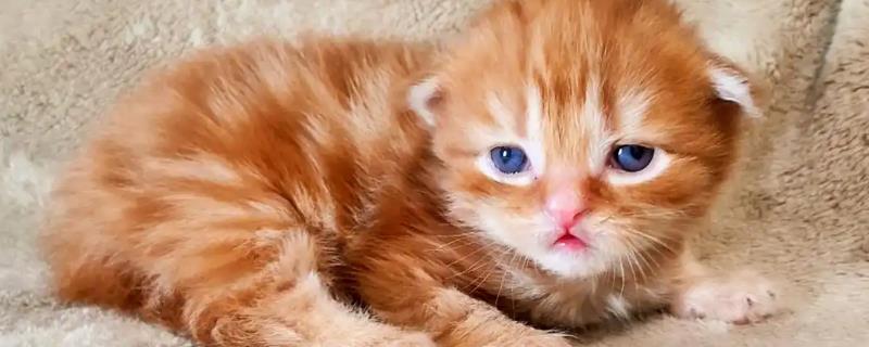 为什么猫咪会得湿疹，可能是所处环境温度较高所致