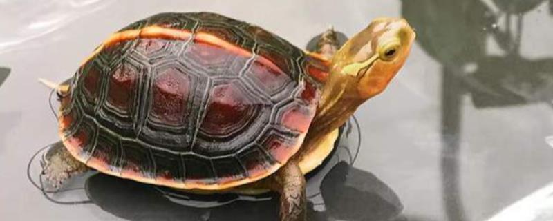 黄缘闭壳龟是什么龟，又被称为黄缘盒龟