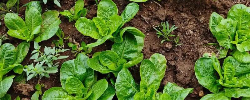 孔雀菜秋冬能种吗，孔雀菜秋冬能种