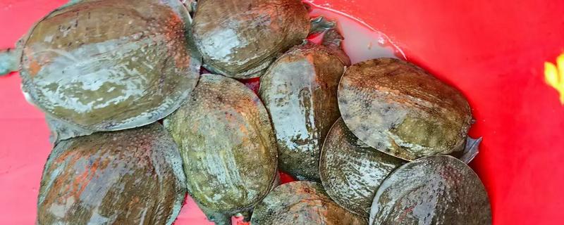 甲鱼一年可以长多少斤，人工养殖能长1-1.5斤左右