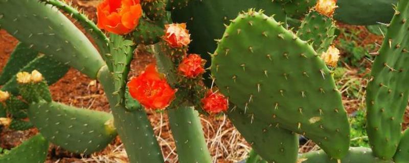 仙人掌有没有毒，大部分仙人掌是没有毒的