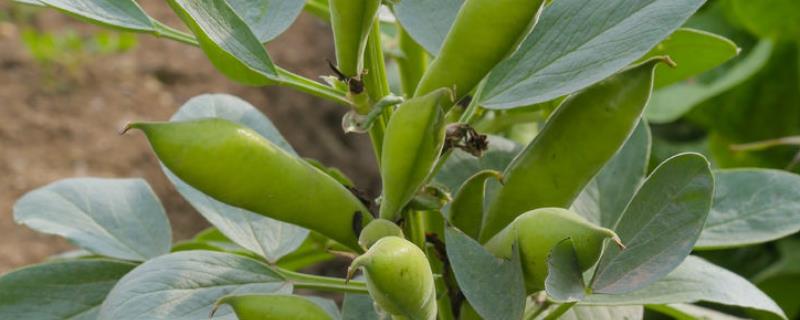 蚕豆的种植方法，播种后要用土覆盖种子