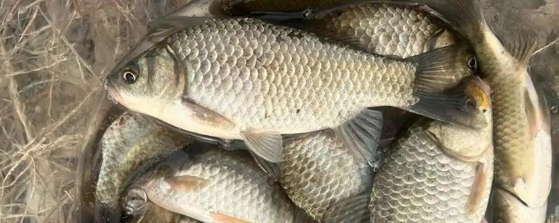 钓鲫鱼子线多长合适，根据季节调整