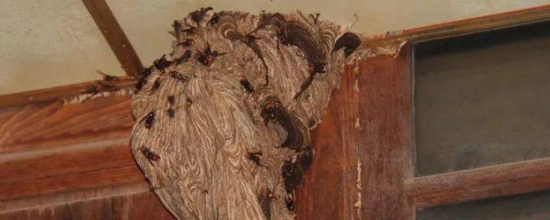 马蜂筑巢是不是好兆头，是福气和财运的预兆