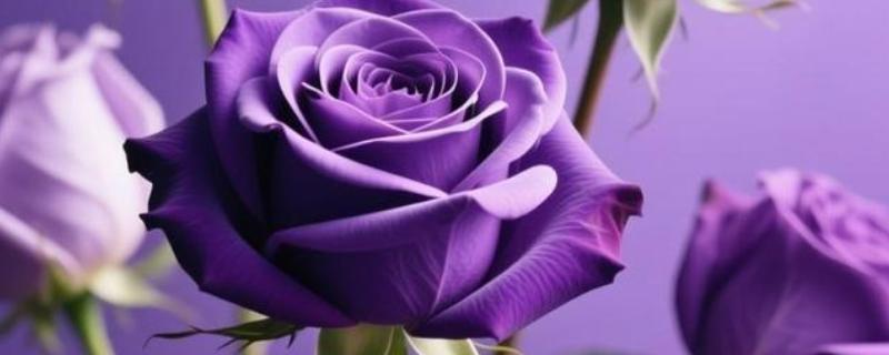 紫色玫瑰花的寓意，寓意真情浪漫、珍贵独特等