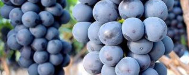 夏黑葡萄怎么管理，花朵凋落半个月后可喷施赤霉素