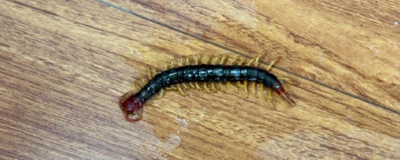 杀虫剂能不能灭杀蜈蚣，可灭杀蜈蚣、苍蝇、蛴螬等多种害虫