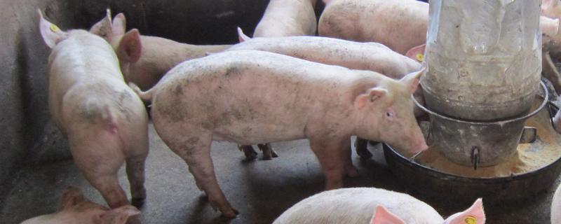 托佩克种猪的优缺点，其母性较强且产仔数量较多