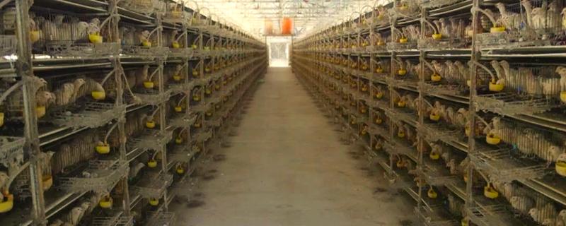 鹌鹑的养殖注意事项，温湿度调节很重要