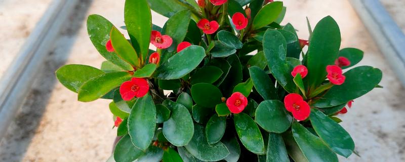 铁海棠的栽培方法，对根部消毒后再种植