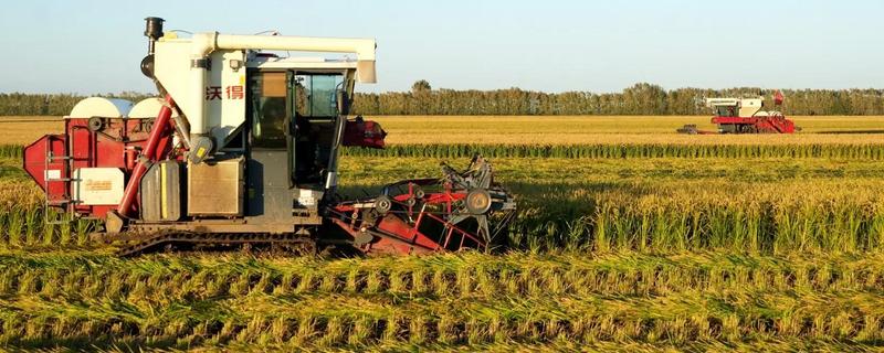 收获水稻时要注意什么，提前排水方便收割