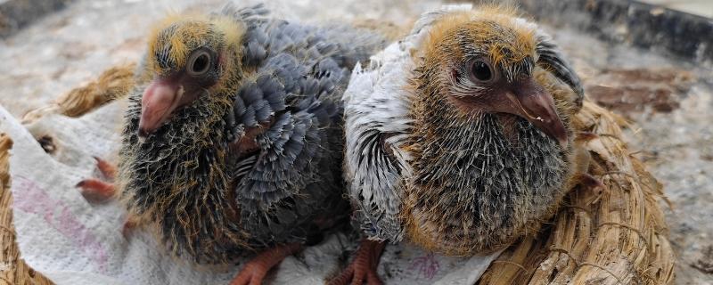 幼鸽什么时候才能家飞，出生40天左右便可家飞