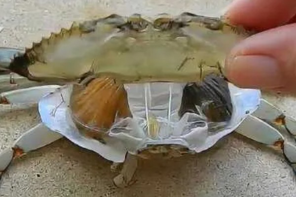 螃蟹会蜕壳吗，螃蟹是会蜕壳的