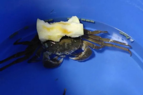 螃蟹会蜕壳吗，螃蟹是会蜕壳的