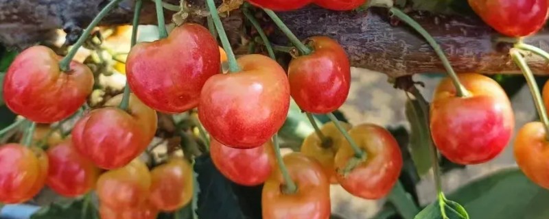 美国红樱桃的简介，用宾库和先锋杂交选育而来