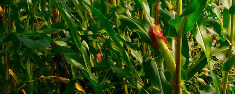 玉米卡脖旱的简介，是指孕穗期遭受干旱危害