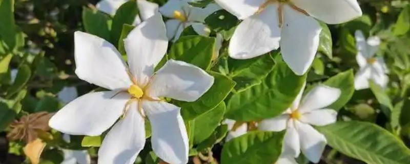 栀子花花苞发黑脱落的原因，过度浇水会影响花苞正常生长