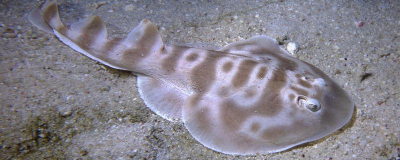 电鳐可以放电的原因，体内具有放电器官