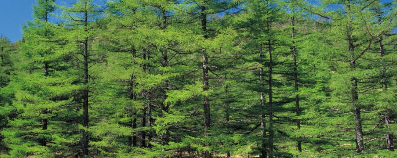 落叶松褐锈病的防治方法，发病前喷洒波尔多液、石硫合剂等