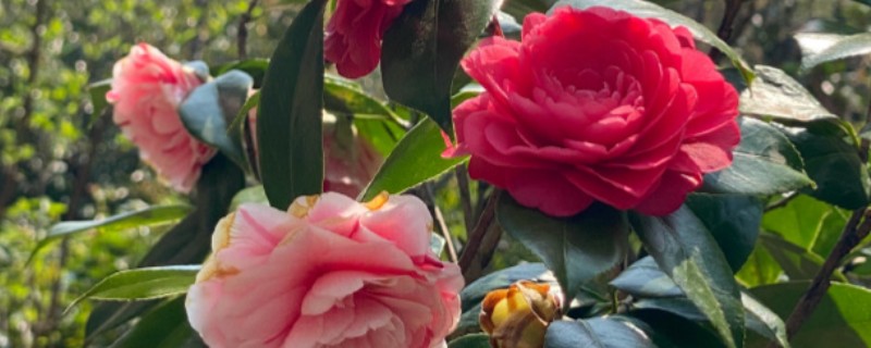 茶花怎么换盆，更换时要把腐烂和衰老的根系剪除