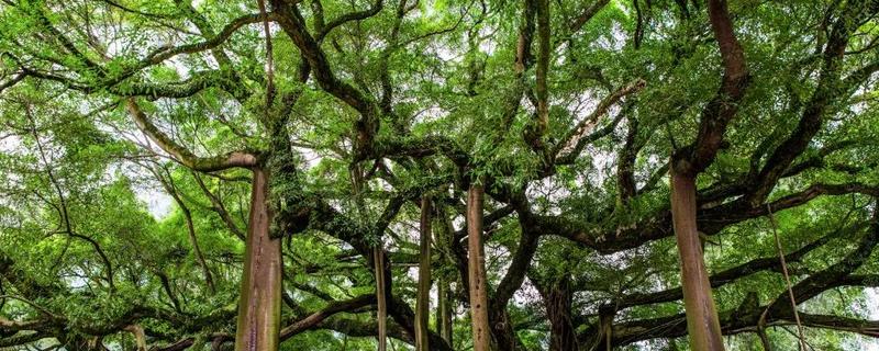 榕树的特点，其树高达15-25米