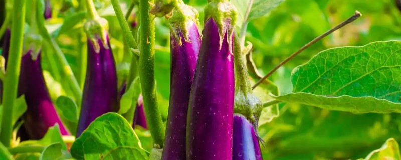 茄子为什么只开花不结果，可能是授粉问题所致