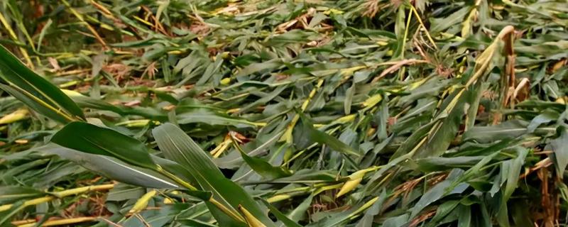 怎么预防玉米倒伏，可种植柔韧性好的品种