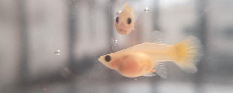 玻璃种孔雀鱼好不好养，养殖难度并不是很大