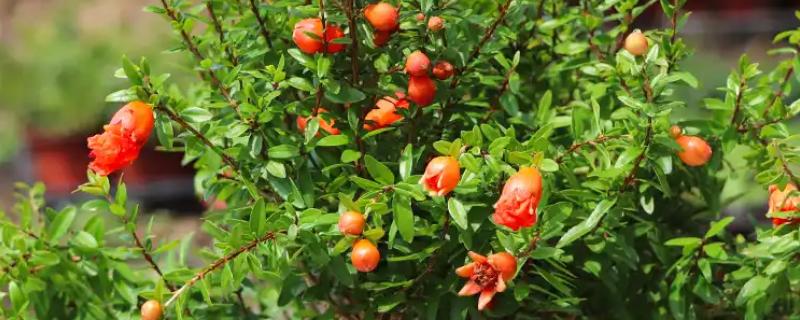 石榴花有哪些风水作用，可增加气运