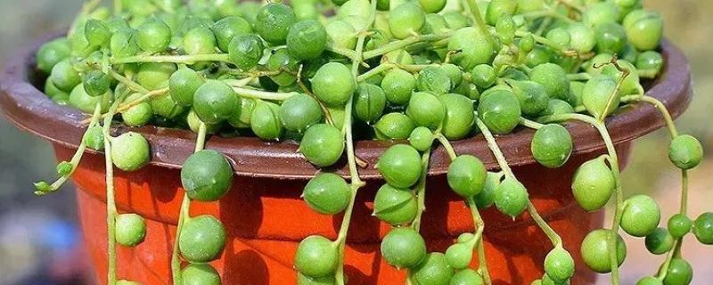 佛珠吊兰能水培吗，不建议水培