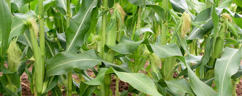 浚单29玉米种的简介，夏播生育期为97天
