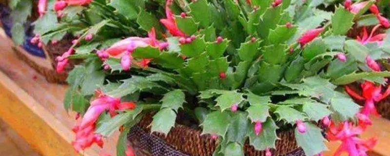 蟹爪兰开花期几天浇水一次，每隔三天左右浇一次水