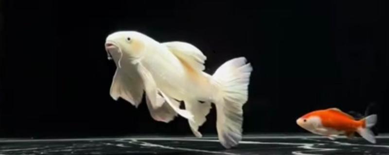 球体蝴蝶鲤容易养吗，饲养难度比较高