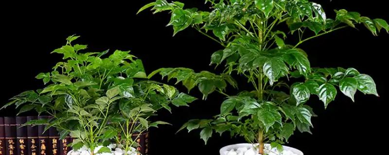 平安树叶子干枯的原因及解决方法，可能是土壤或温度不适所致