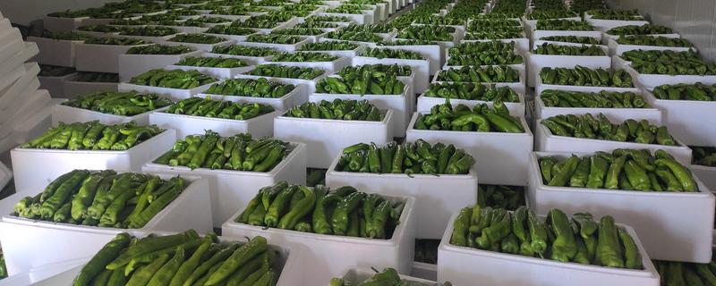 怎么在冷库中储藏鲜辣椒，经过预冷后再入库保存