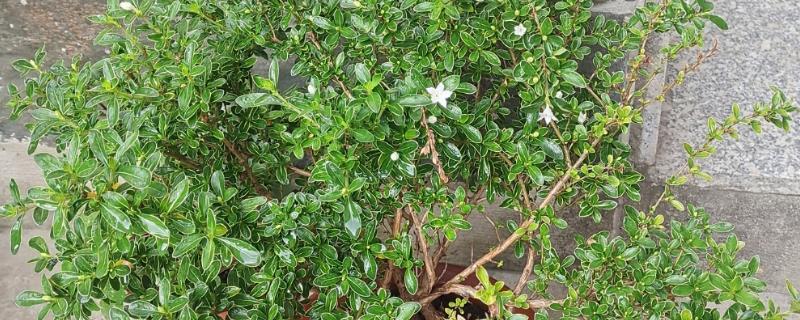 夏天有哪些生长的植物，有六月雪、晚香玉等