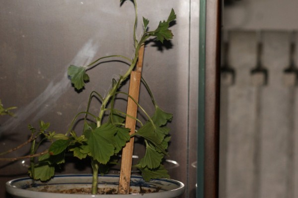 怎么扦插蝴蝶梅，对枝条涂抹生根水再插入土壤中