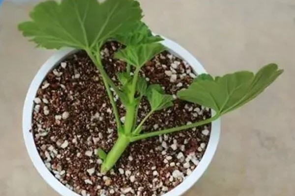 怎么扦插蝴蝶梅，对枝条涂抹生根水再插入土壤中