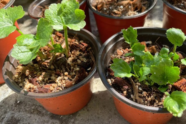 怎么扦插蝴蝶梅，对枝条涂抹生根水再插入土壤中